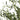 Olijfboom - In Pot - Kunstplant - Groen - L