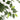 Ficus - In Pot - Kunstplant - Groen - 80x180cm