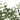 Olijfboom - In Pot - Kunstplant - Groen - S